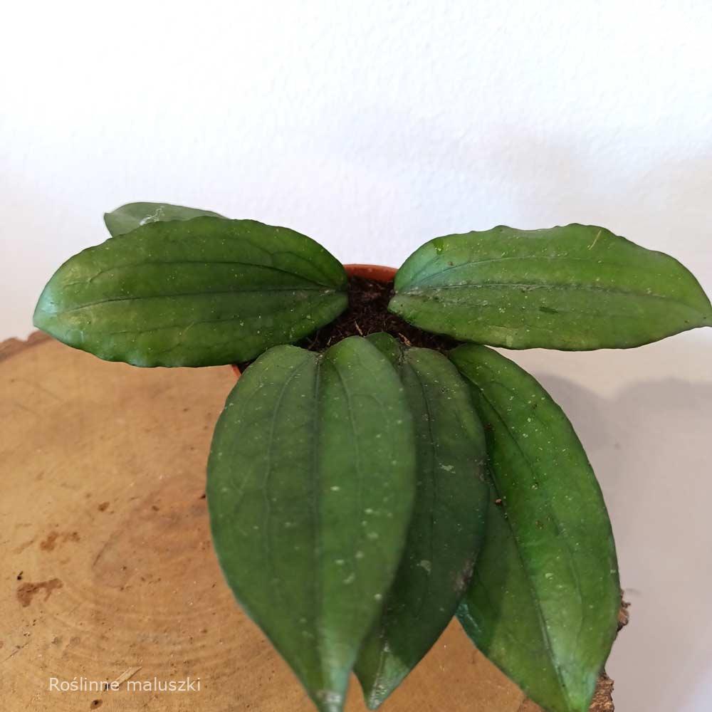 Hoya Erythrina