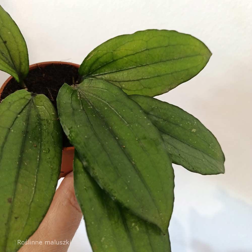 Hoya Erythrina