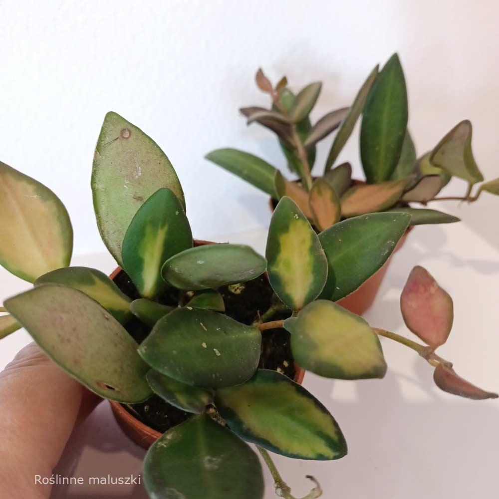 Hoya Burtoniae Variegata