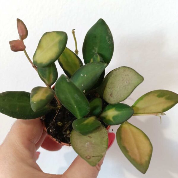 Hoya Burtoniae Variegata