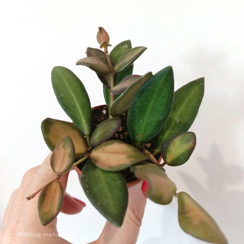 Hoya Burtoniae Variegata