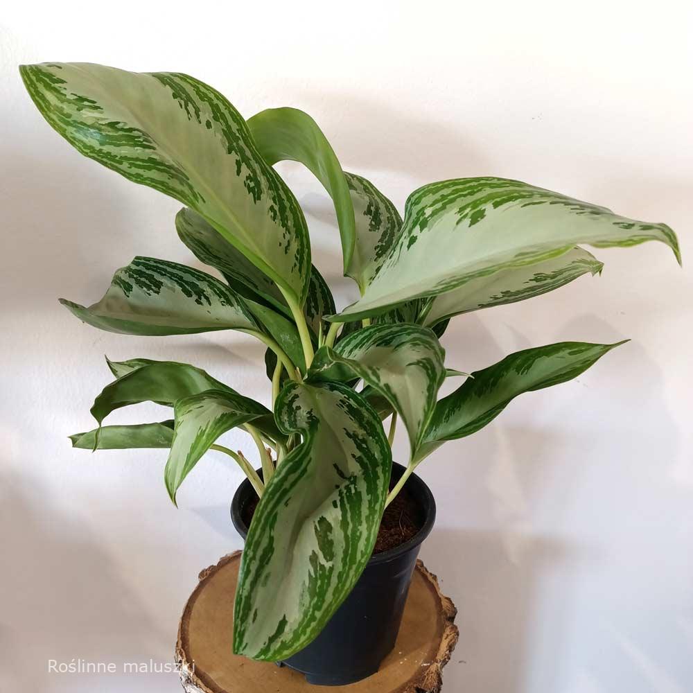 Aglaonema Silver Bay