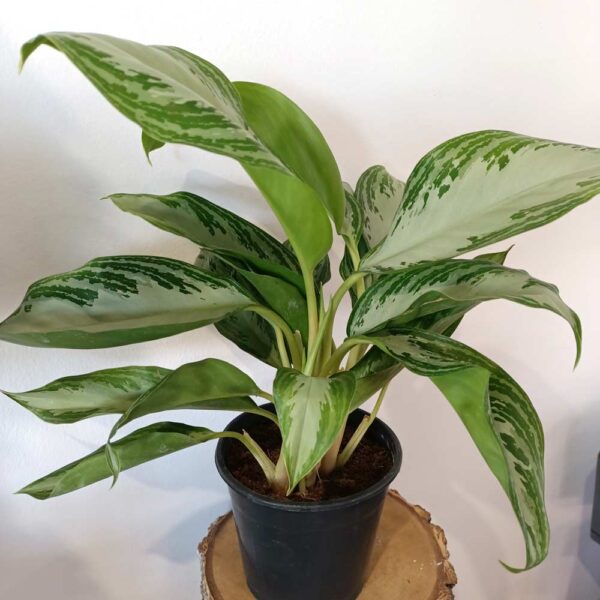 Aglaonema Silver Bay