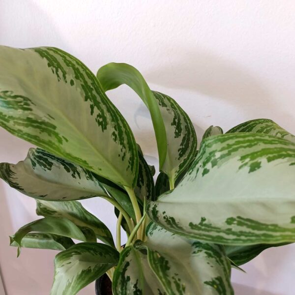 Aglaonema Silver Bay