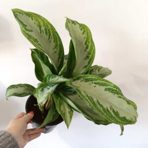 Aglaonema Silver Bay