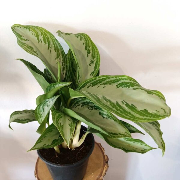 Aglaonema Silver Bay