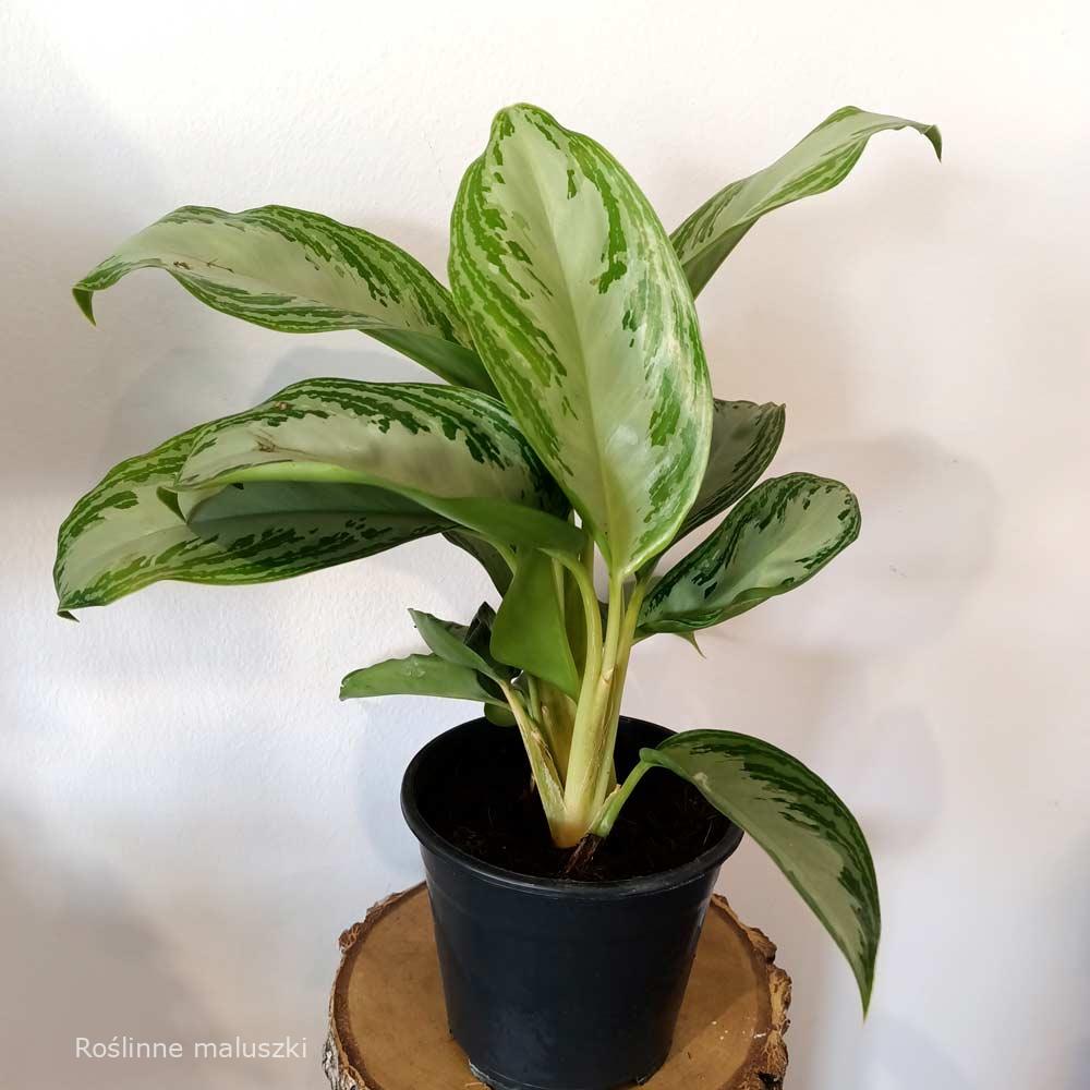 Aglaonema Silver Bay