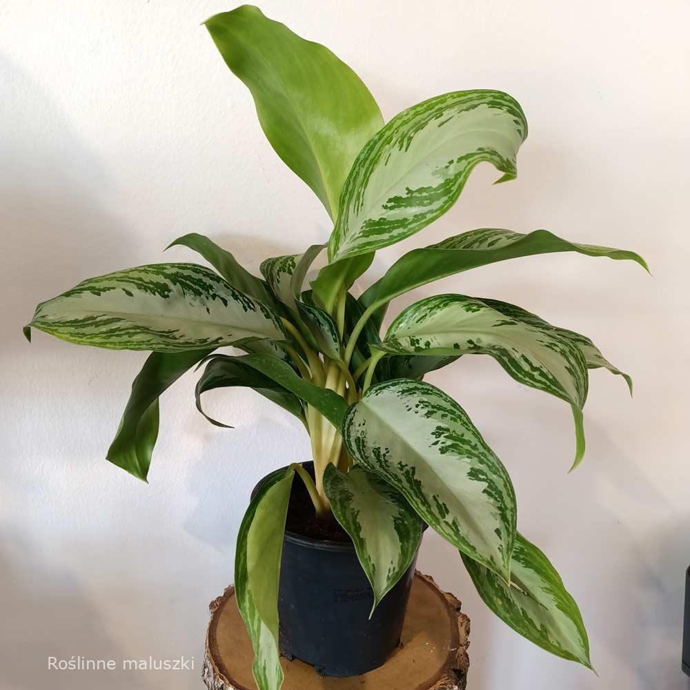 Aglaonema Silver Bay