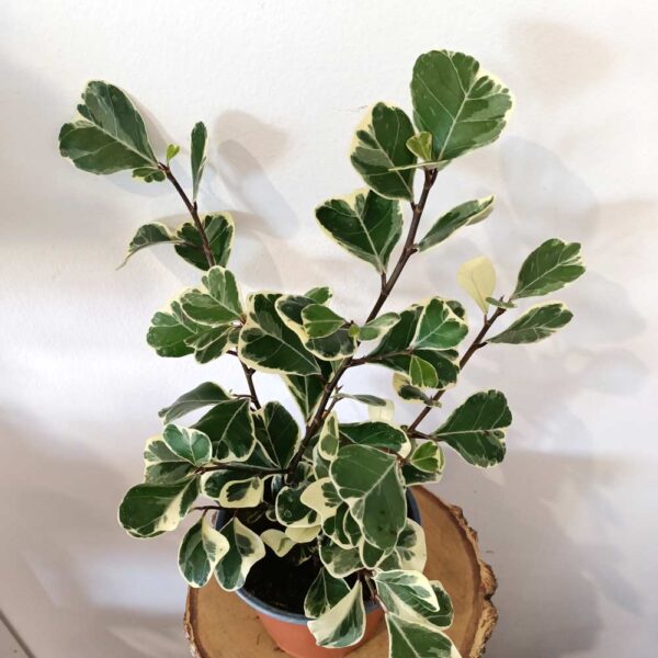 Ficus Triangularis Sweetheart