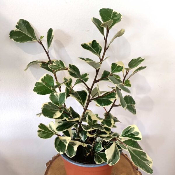 Ficus Triangularis Sweetheart