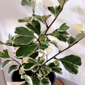 Ficus Triangularis Sweetheart