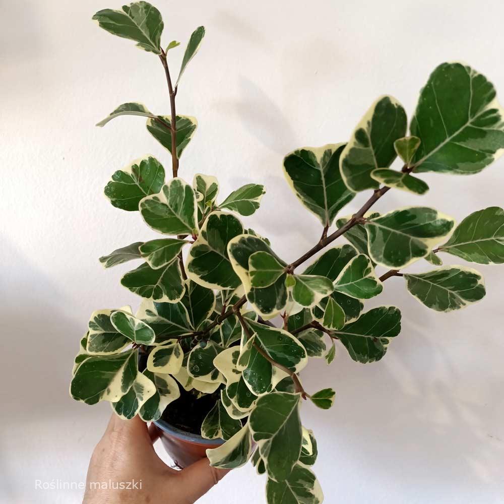 Ficus Triangularis Sweetheart