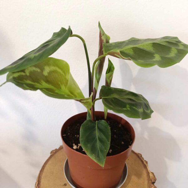 calathea veitchiana