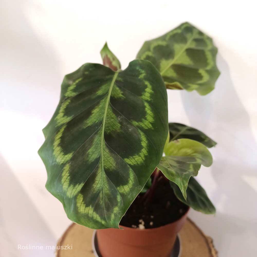 calathea veitchiana