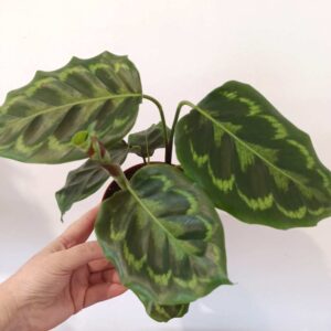 calathea veitchiana