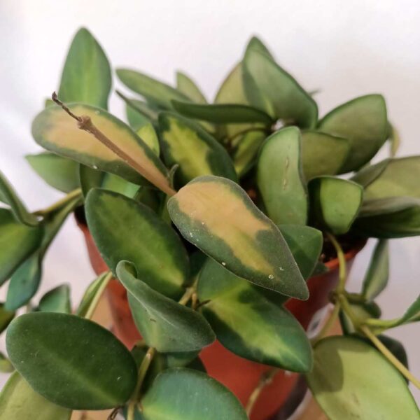 Hoya Burtoniae Variegata