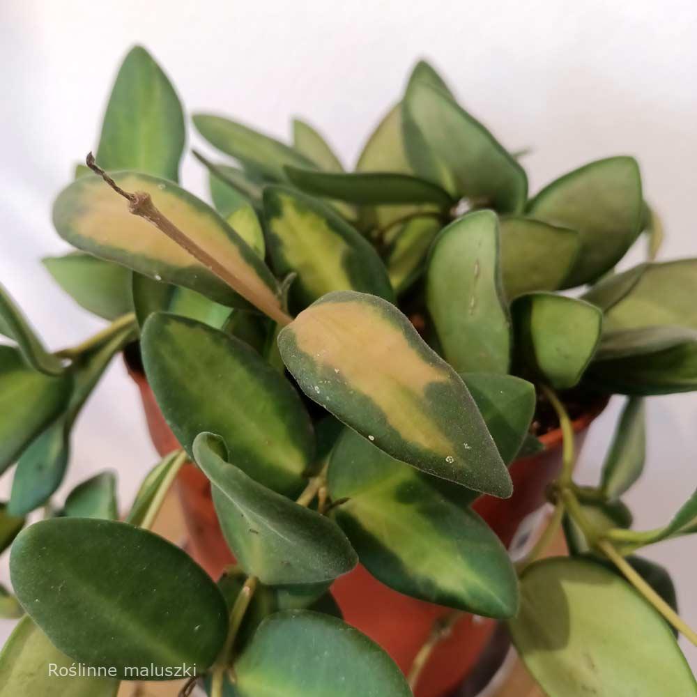 Hoya Burtoniae Variegata