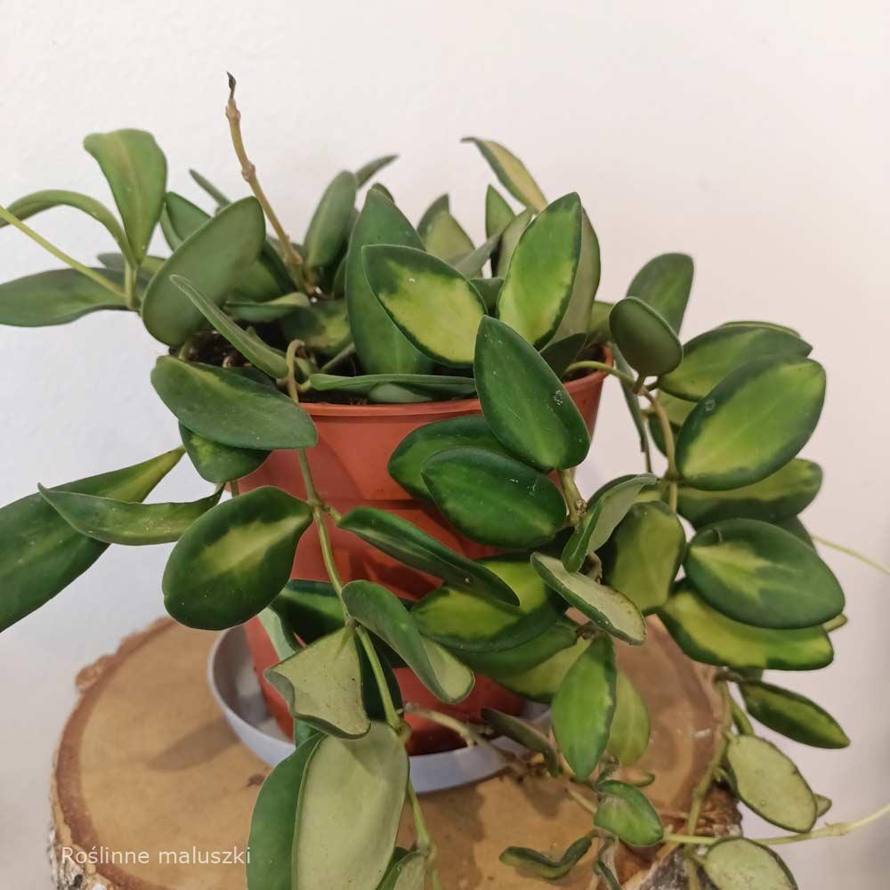 Hoya Burtoniae Variegata