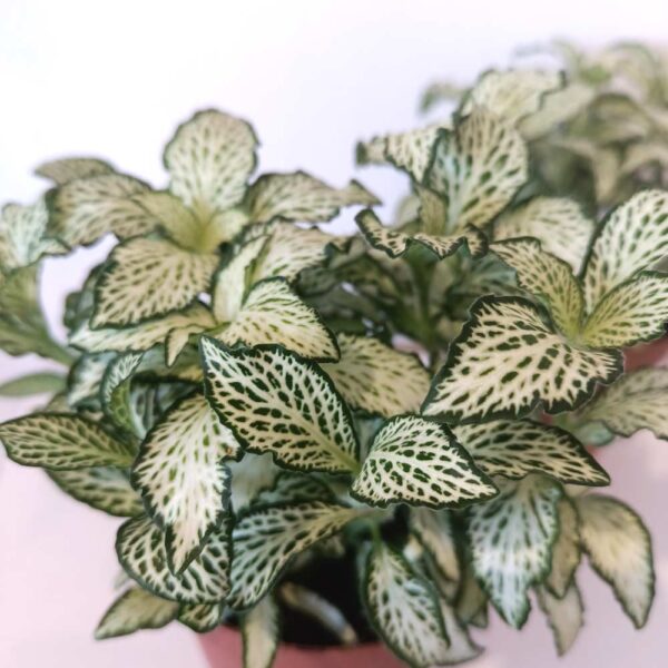 Fittonia mosaic White Forest