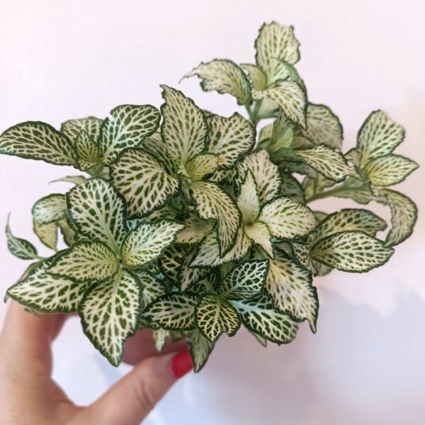 Fittonia mosaic White Forest