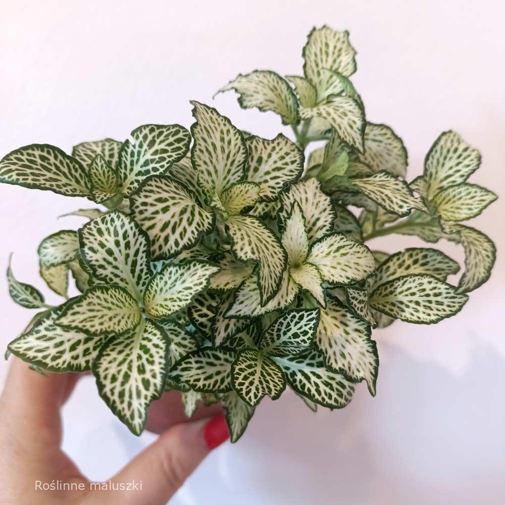 Fittonia mosaic White Forest