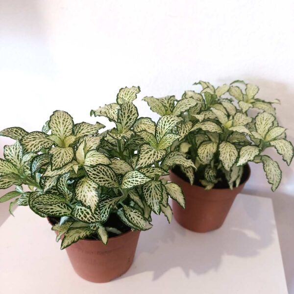 Fittonia mosaic White Forest