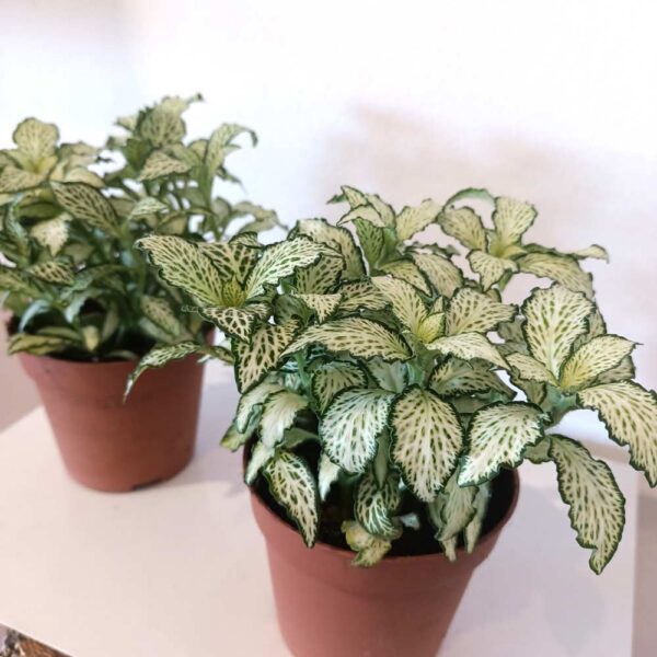 Fittonia mosaic White Forest