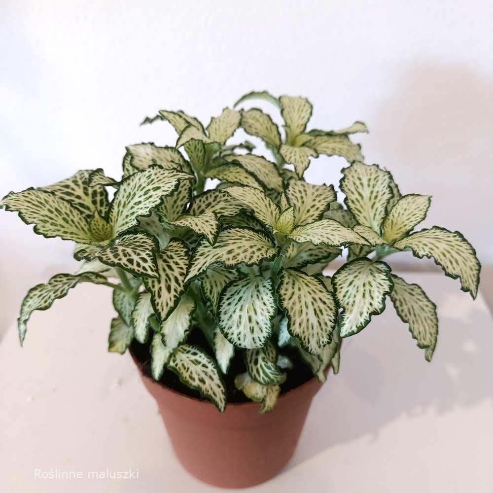 Fittonia mosaic White Forest