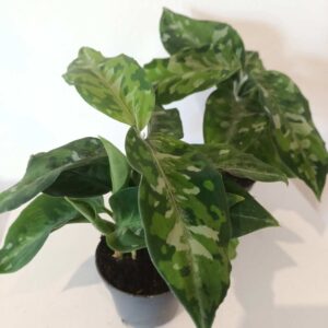 Aglaonema Pictum Tricolor