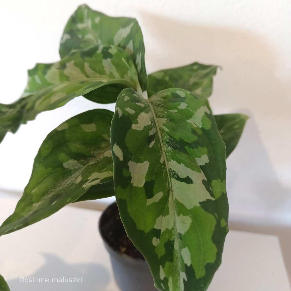 Aglaonema Pictum Tricolor