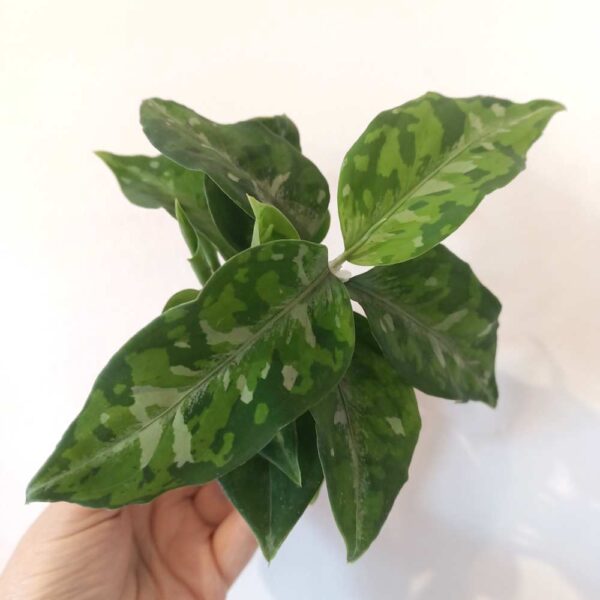 Aglaonema Pictum Tricolor