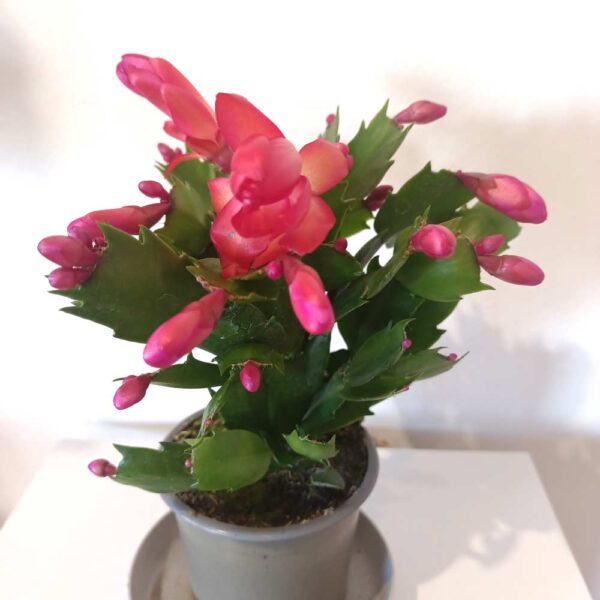 Schlumbergera Red - grudnik