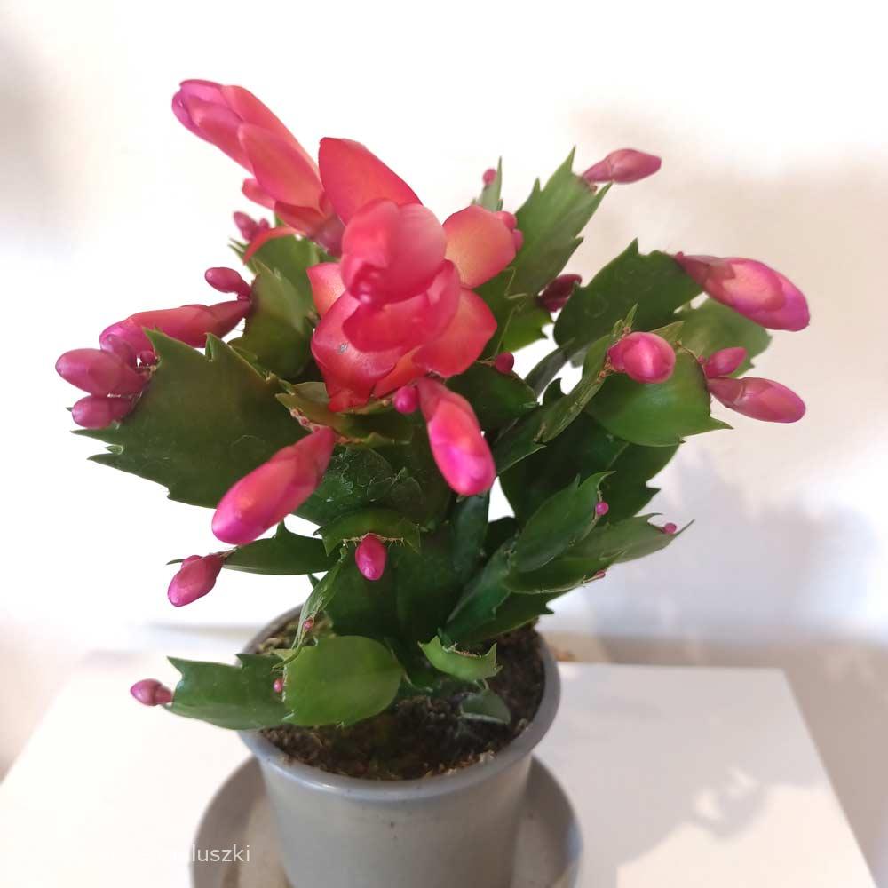 Schlumbergera Red – grudnik