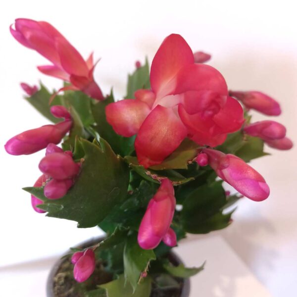 Schlumbergera Red - grudnik