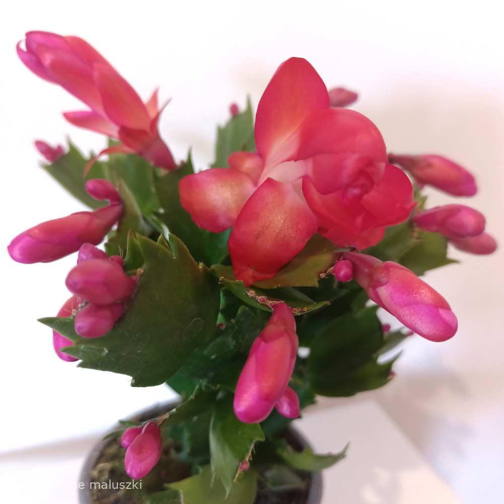 Schlumbergera Red – grudnik