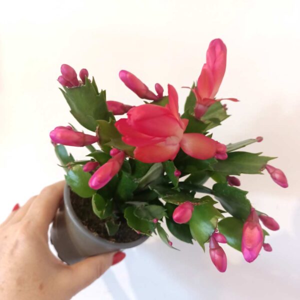 Schlumbergera Red - grudnik