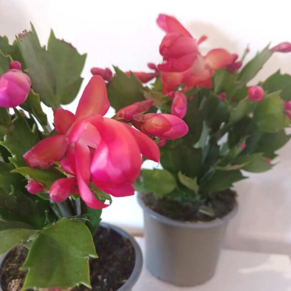 Schlumbergera Red - grudnik