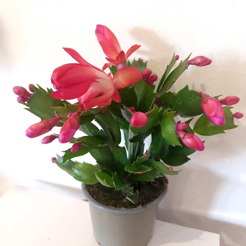 Schlumbergera Red – grudnik