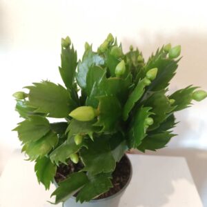 Schlumbergera White