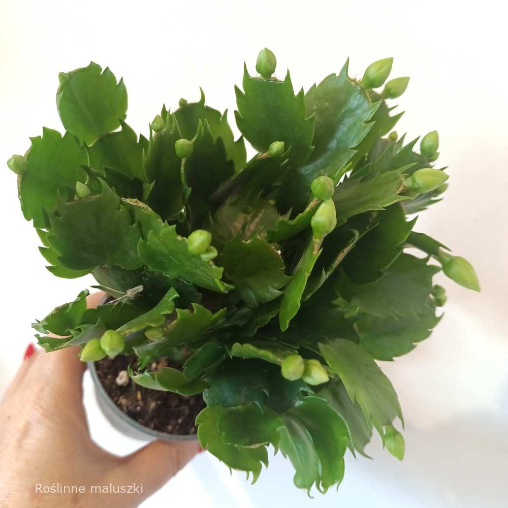 Schlumbergera White