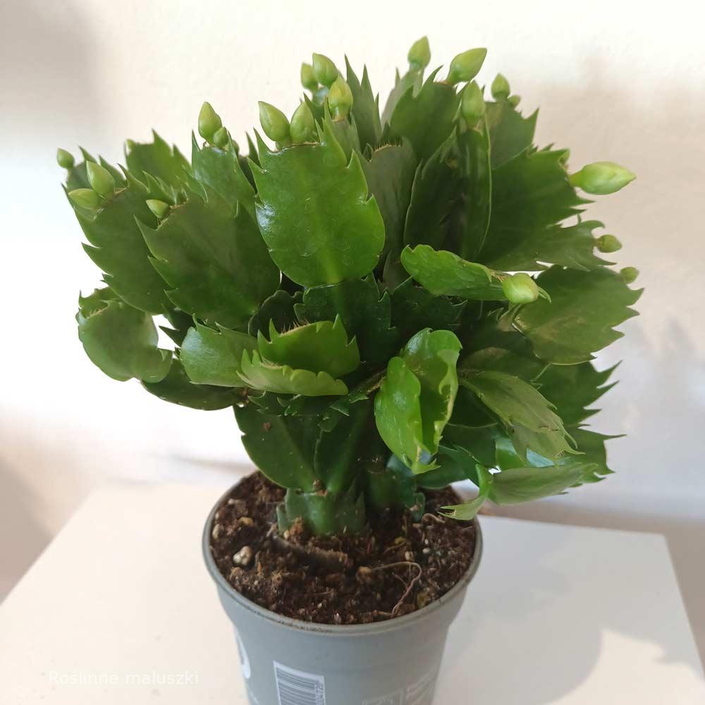 Schlumbergera White