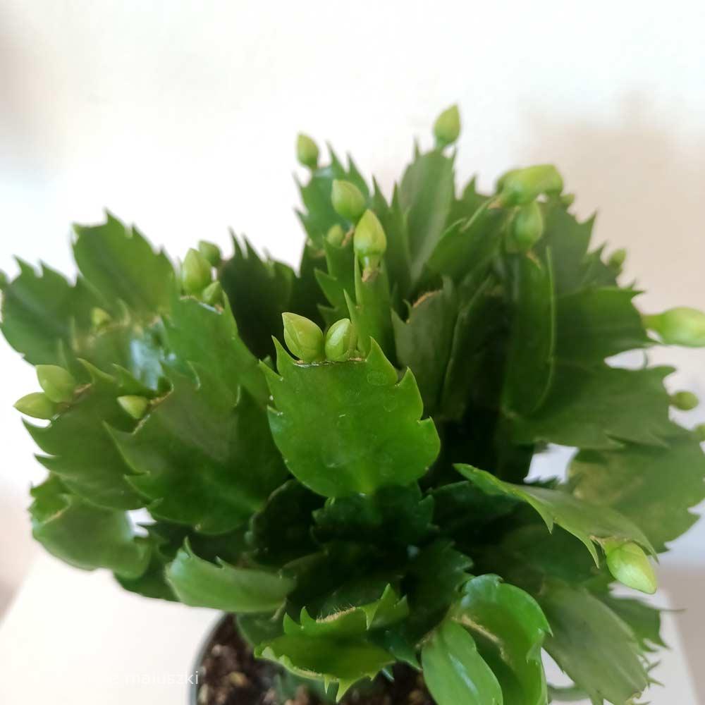 Schlumbergera White