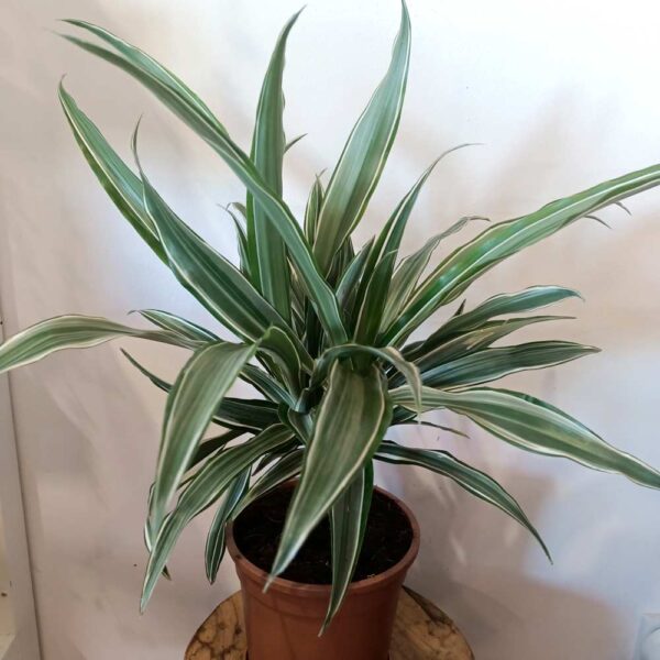 Dracaena Warneckii