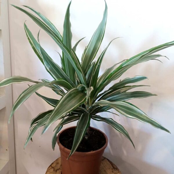 Dracaena Warneckii