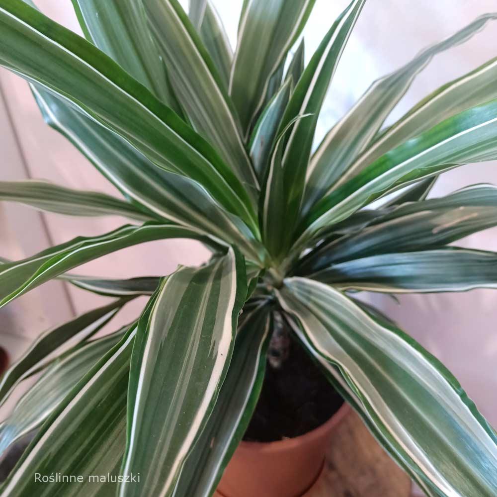 Dracaena Warneckii