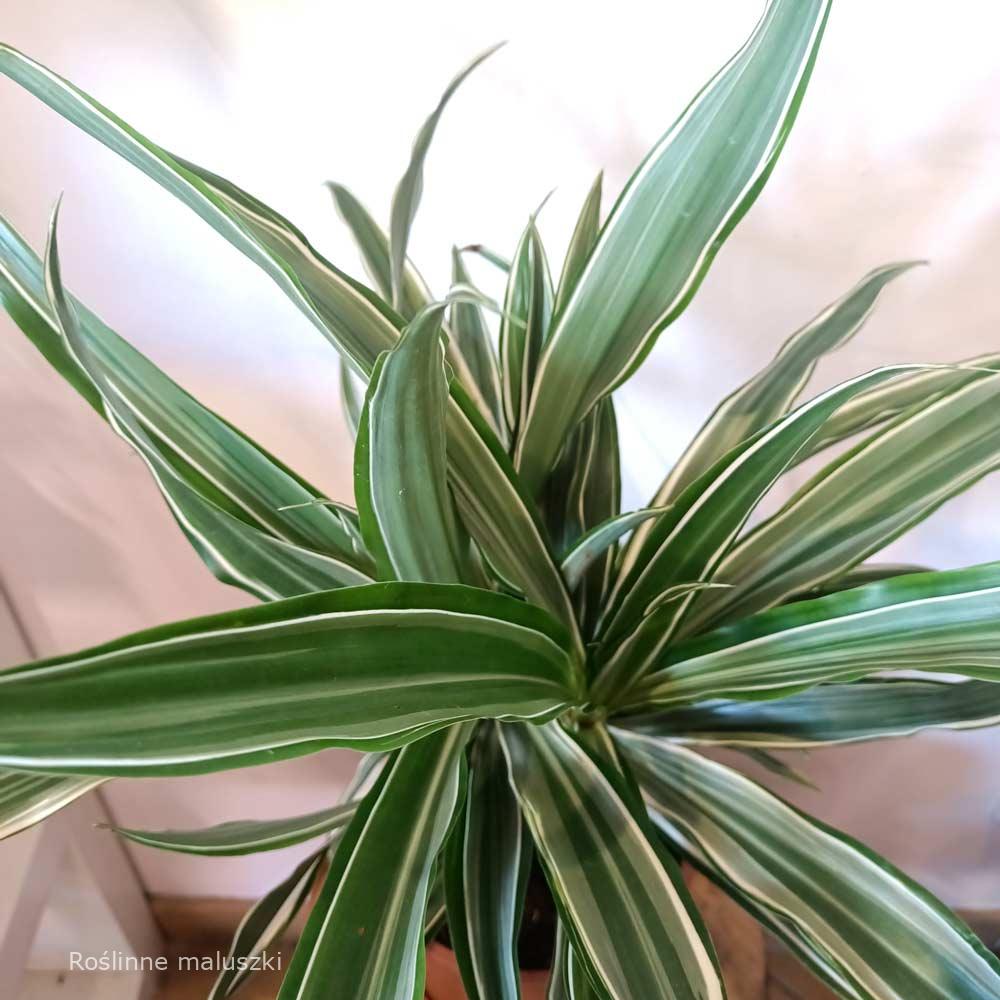 Dracaena Warneckii