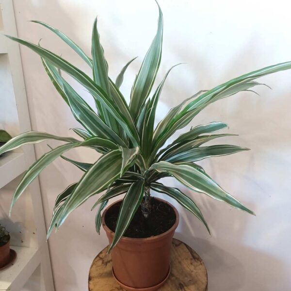 Dracaena Warneckii