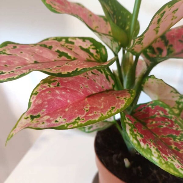 Aglaonema Pink Star