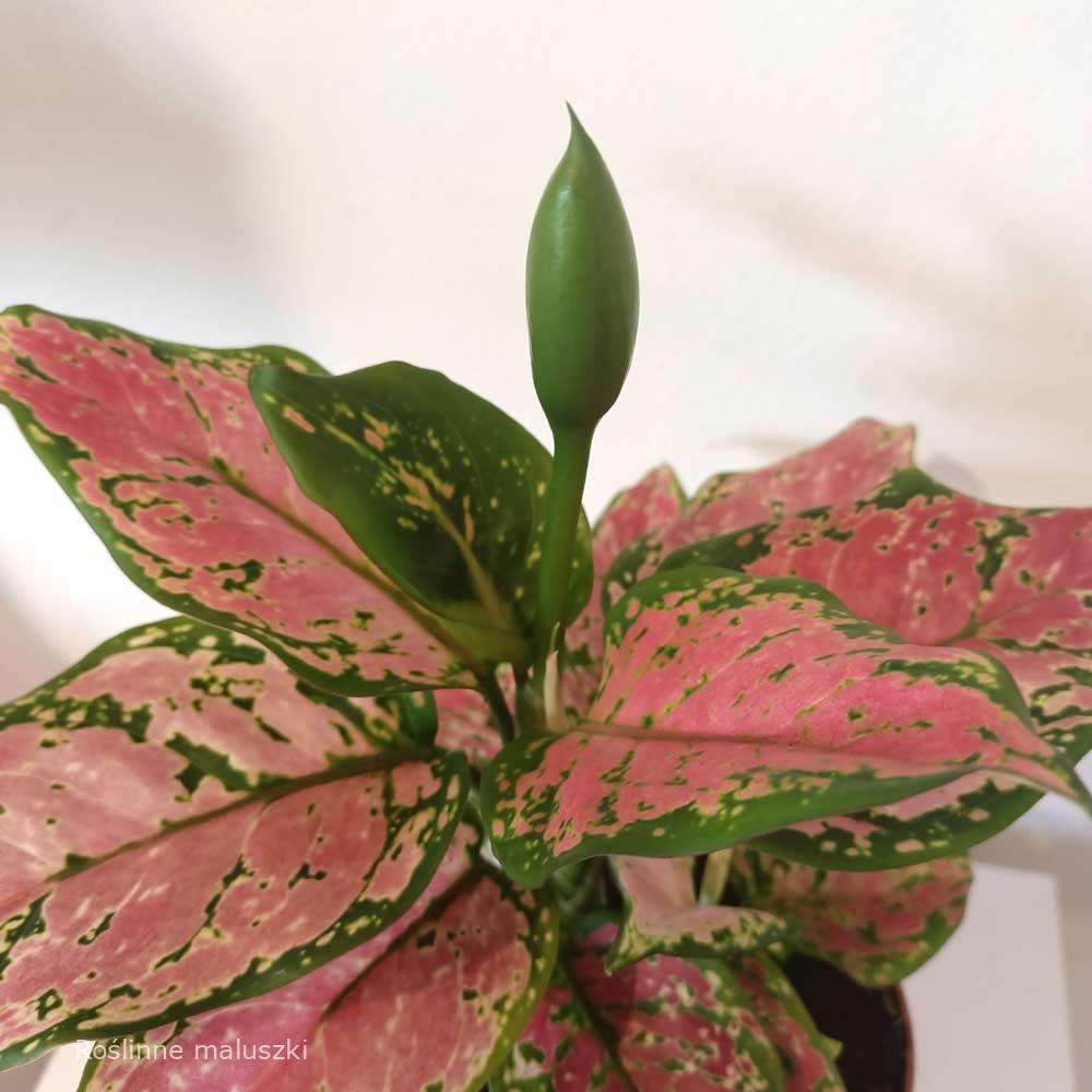 Aglaonema Pink Star