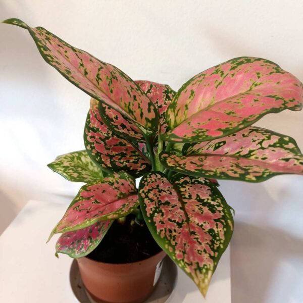 Aglaonema Pink Star